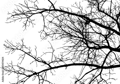 Tree branch silhouette on transparent background