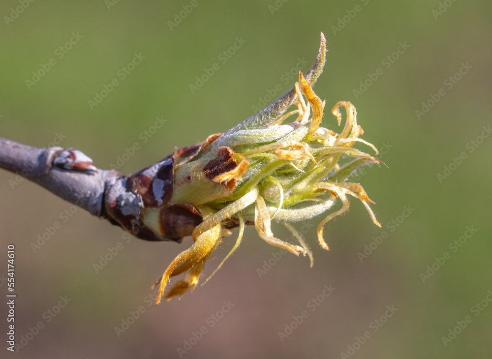 Opening bud with leaves on a pear branch. Opening bud with leaves on a pear branch.
