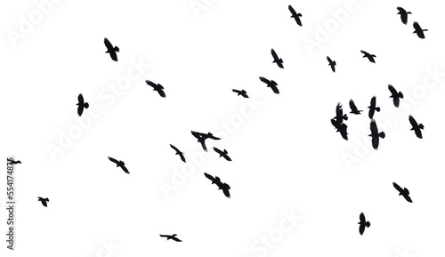 Flock of raven birds isolated on white
