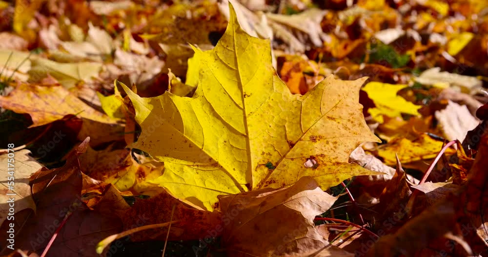 Autumn bright and beautiful maple foliage, sunlight illuminated maple foliage in the autumn season Autumn bright and beautiful maple foliage, sunlight illuminated maple foliage in the autumn season