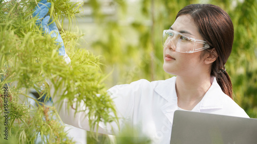 Scientists are investigating and analyzing cannabis experiments. Hold a CBD oil beaker in a greenhouse room with laptops