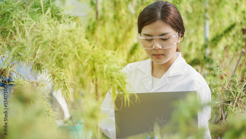 Scientists are investigating and analyzing cannabis experiments. Hold a CBD oil beaker in a greenhouse room with laptops