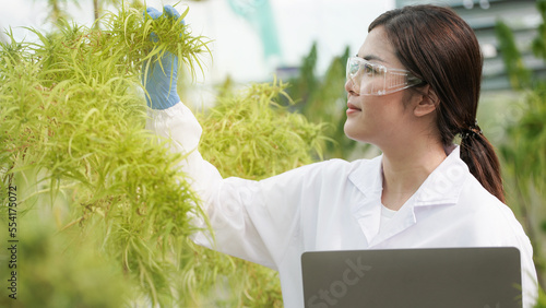 Scientists are investigating and analyzing cannabis experiments. Hold a CBD oil beaker in a greenhouse room with laptops