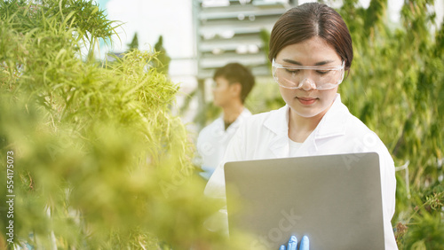 Scientists are investigating and analyzing cannabis experiments. Hold a CBD oil beaker in a greenhouse room with laptops