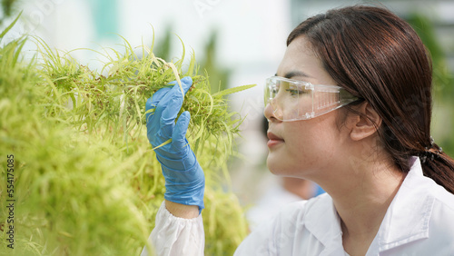 Scientists are investigating and analyzing cannabis experiments. Hold a CBD oil beaker in a greenhouse room with laptops