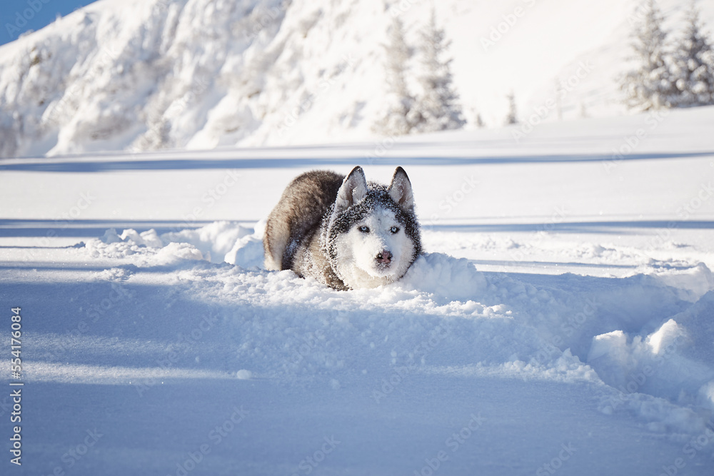 Obraz premium Portrait of Alaskan Malamute dog on snow. Winter hiking in the mountains. Carpathian mountains, Ukraine.