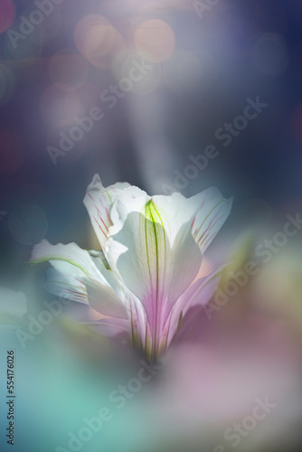 White lily bud in bokeh background