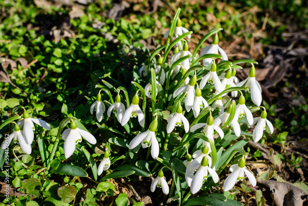 Many small and delicate white snowdrop spring flowers in full bloom in forest in a sunny spring da Many small and delicate white snowdrop spring flowers in full bloom in forest in a sunny spring da