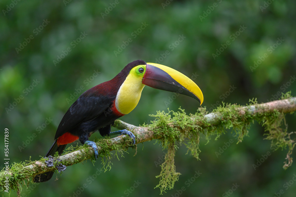 Obraz premium Keel-billed Toucan - Ramphastos sulfuratus, large colorful toucan from Costa Rica forest with very colored beak.