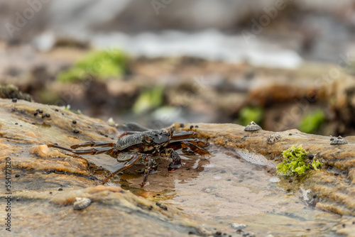 beautiful big crab crawling on a rock. indian ocean sri lanka