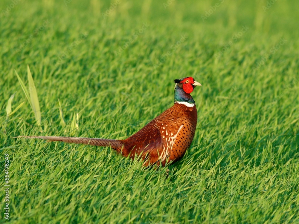 Fototapeta premium Pheasant in green grass, close-up