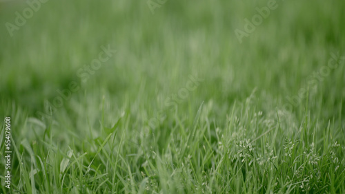 Close-up of natural background with green grass. Action. Juicy green grass on blurry background. Fresh summer lawn of green grass