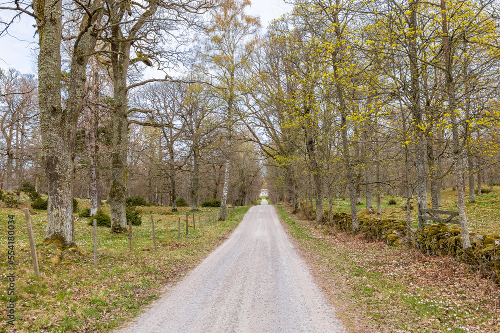 Gravel road in a deciduous forest at springtime