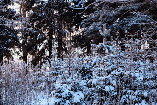 Winter atmospheric landscape with frost-covered dry plants during snowfall. Winter Christmas background