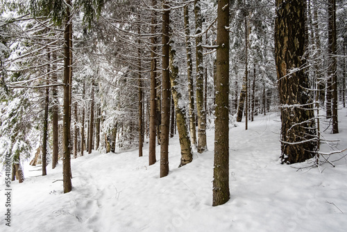 trees covered in snow in a snowy forest