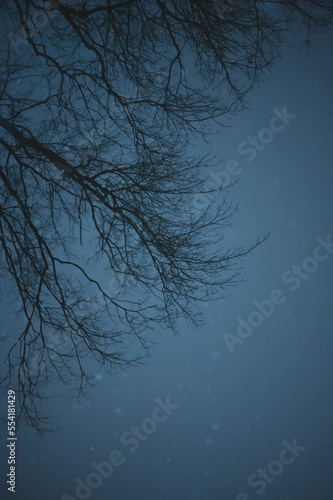 Tree Branch on snowy night