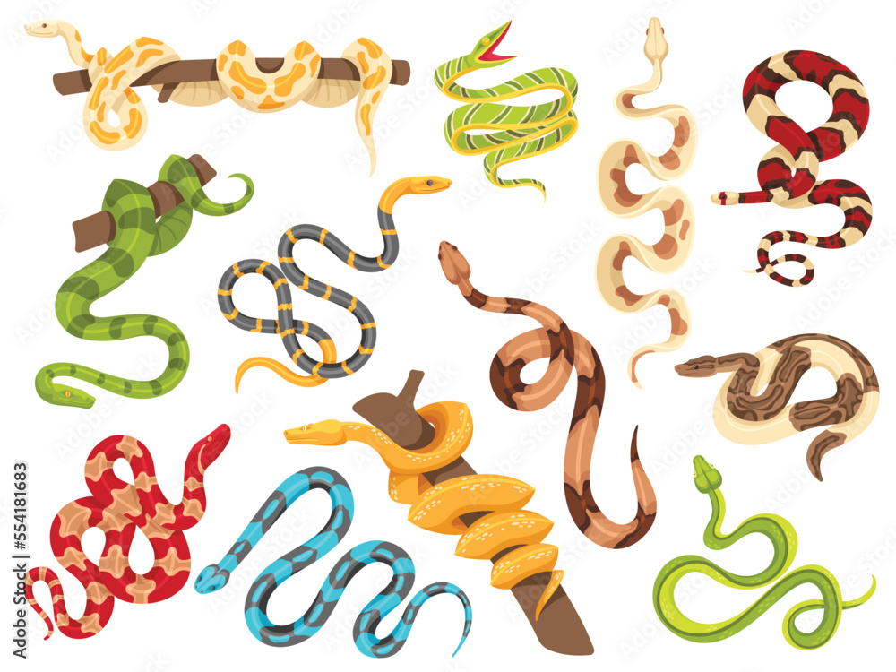 Tropical snakes. Exotic viper, python on tree branch and terrarium snake. isolated serpent vector Illustration set
