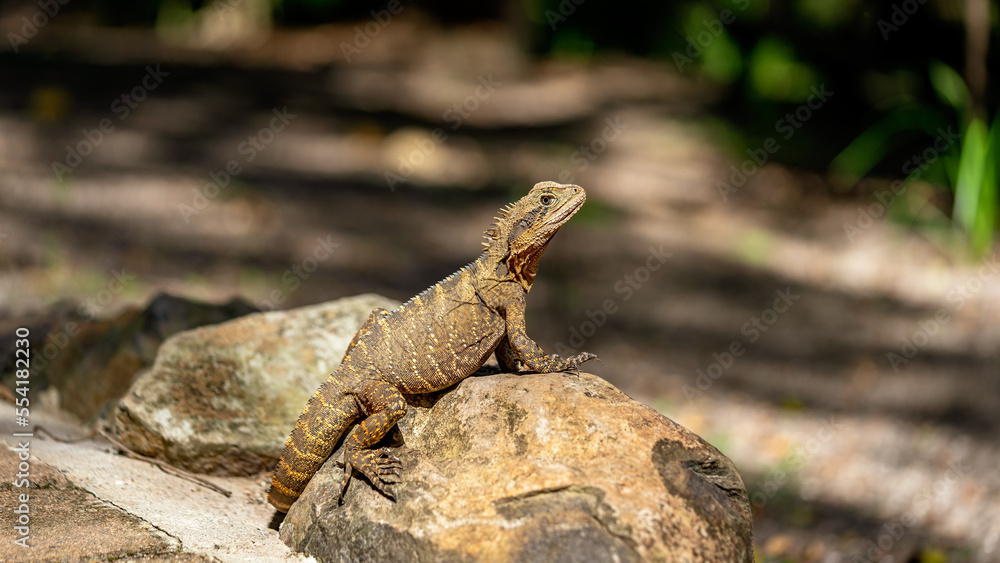Australian water dragon lizard sitting still