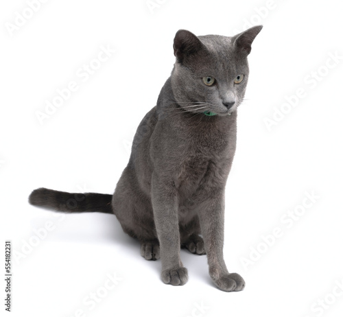 portrait gray cat isolated on white background