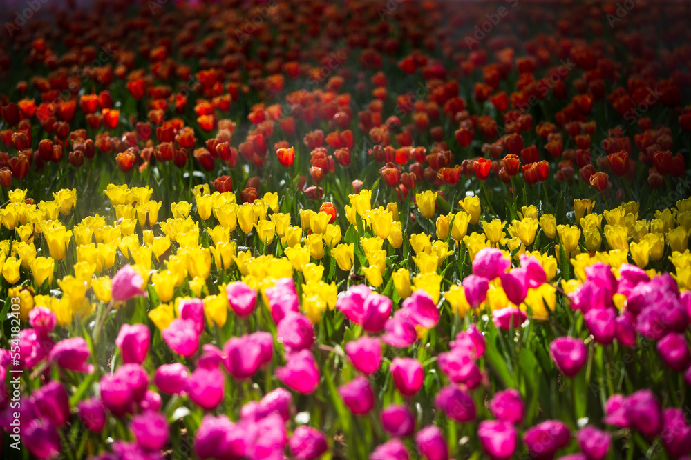 field of tulips in garden