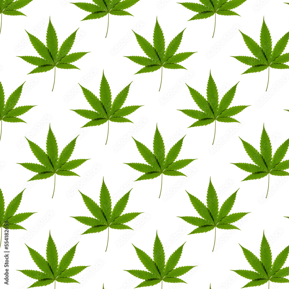 Seamless pattern of a green cannabis leaf on a white background. Isolated background. Wallpaper. Horizontal photo for your design.