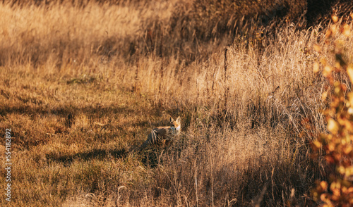 European Red Fox vulpes Vulpes Walking On Grass In Meadow. Wildlife Scene From Europe. Range Fur Coat Animal In Nature Habitat. Fox On Pasture. Fox In Natural Habitat.