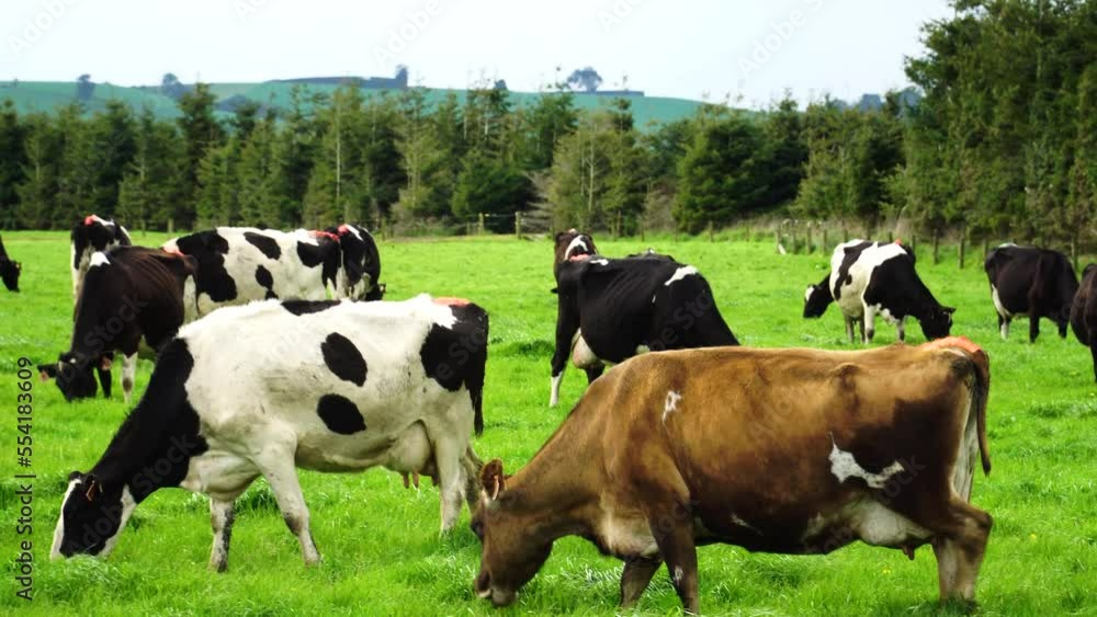Cows in different colors grazing on meadows during sunny days in New Zealand. Holstein cows grazing on pasture in the. trees and green grass in the forest Cows in different colors grazing on meadows during sunny days in New Zealand. Holstein cows grazing on pasture in the. trees and green grass in the forest