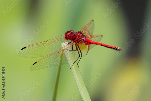 Red Dragonfly on Green