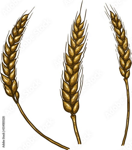 Illustration of wheat spikelet in engraving style. Design element for card, banner, menu. Vector illustration
