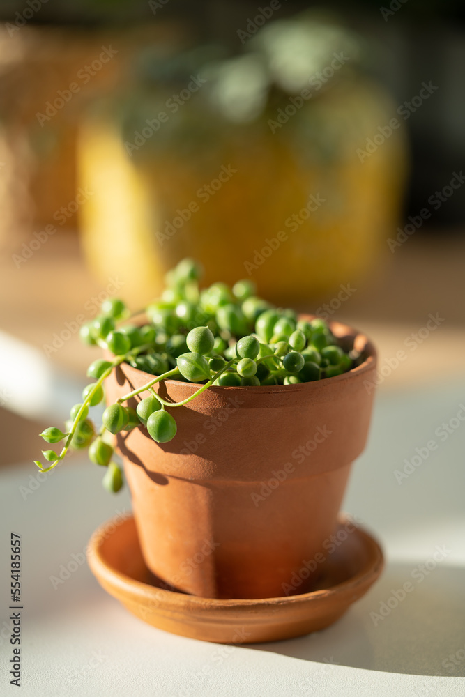 Closeup of Senecio rowleyanus houseplant in terracotta flower pot at home, sunlight. String of pearls. Shallow depth of field Closeup of Senecio rowleyanus houseplant in terracotta flower pot at home, sunlight. String of pearls. Shallow depth of field