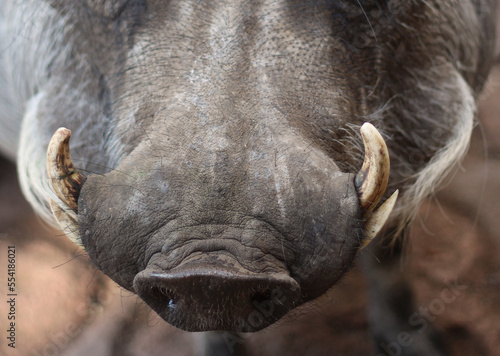 Φωτογραφία Warthog tusk closeup