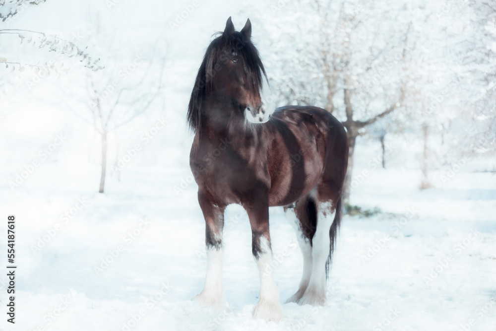 Shire Horse and Clydesdale in Snow