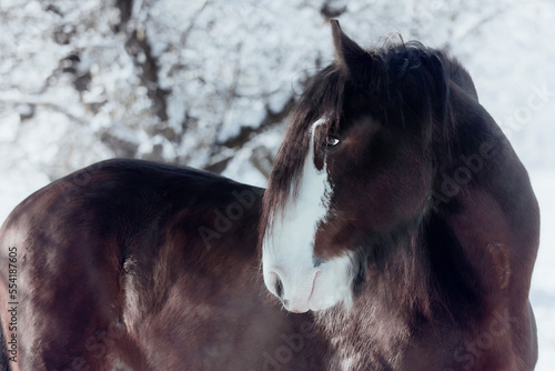Shire Horse and Clydesdale in Snow