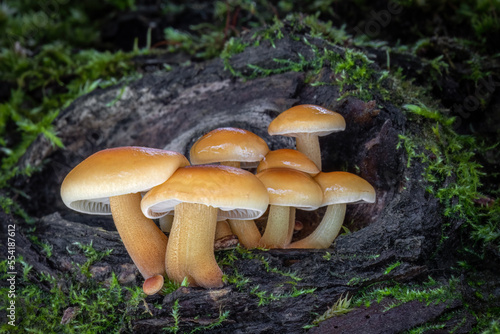 Detail of group of edible mushrooms known as Enokitake