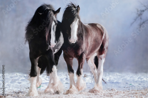 Shire Horse and Clydesdale in Snow