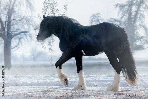 Shire Horse and Clydesdale in Snow