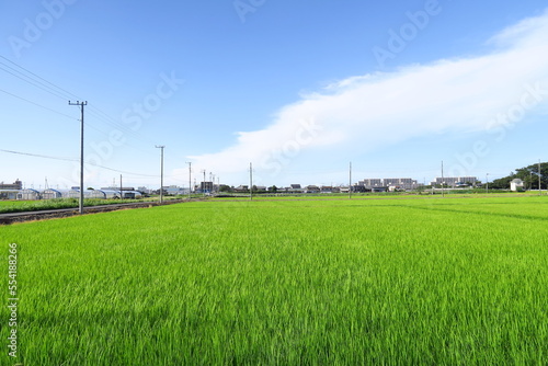 梅雨の晴れ間の近郊の青田風景