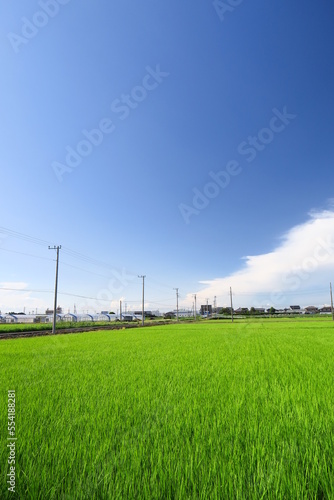 梅雨の晴れ間の近郊の青田風景