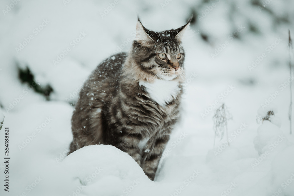 Main Coon Cat in snow in winter
