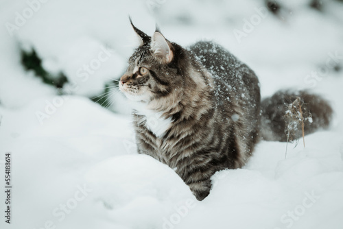 Main Coon Cat in snow in winter