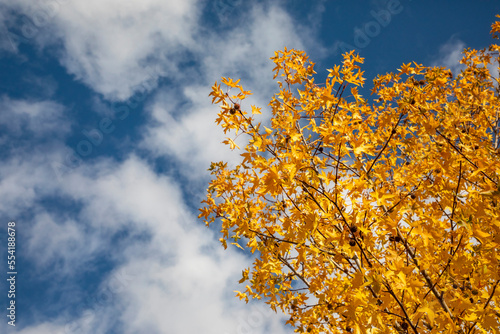 Liquidambar, a tree whose leaves turn yellow in autumn.