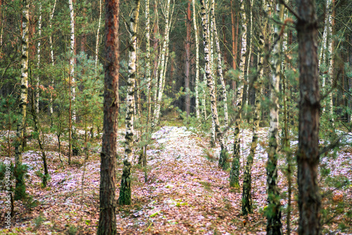 Fototapeta Naklejka Na Ścianę i Meble -  zima, śnieg, bory