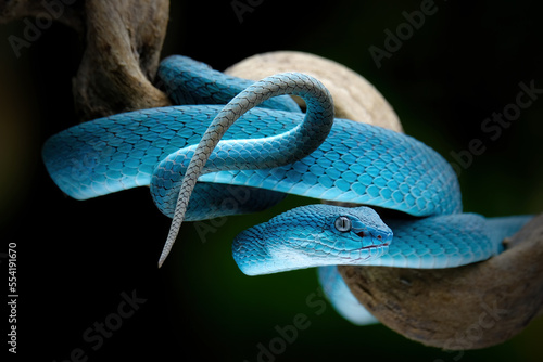 close up of a blue viper