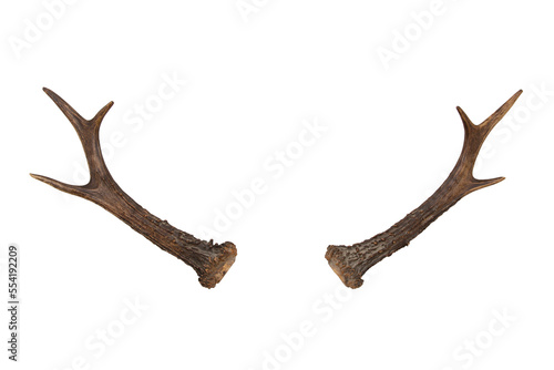 Obraz na plátne Christmas decoration of a reindeer horns on a white background