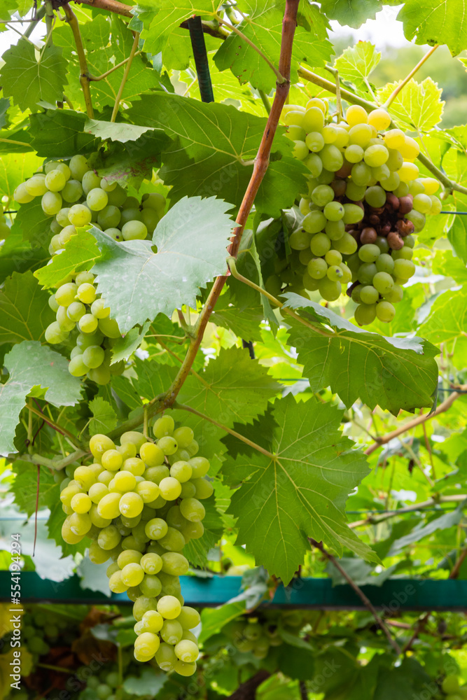 Ripe grapes grow on bushes. Bunch of grapes before harvest
