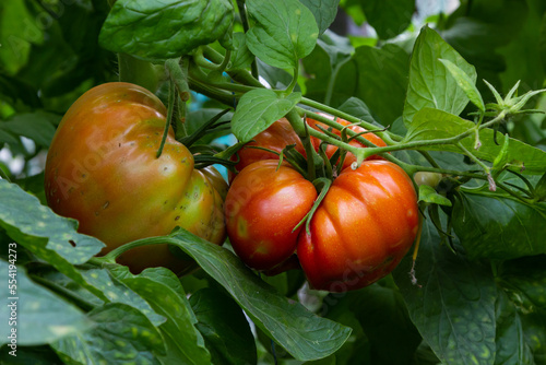Ripe red and green tomatoes hanging on tomato tree in the garden photo