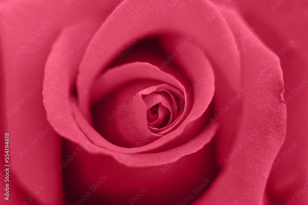 red rose flower in full bloom zoomed in. pink purple petals of rose close up. toned in viva magenta, trend color of the year 2023 red rose flower in full bloom zoomed in. pink purple petals of rose close up. toned in viva magenta, trend color of the year 2023