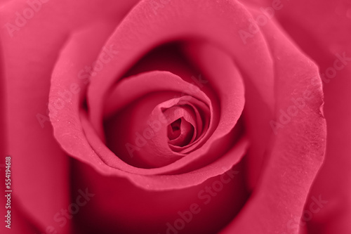 red rose flower in full bloom zoomed in. pink purple petals of rose close up. toned in viva magenta  trend color of the year 2023