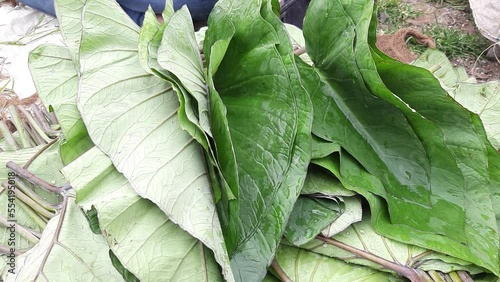 Poti k Paan (Arohi k Patte ) Alu Vadi or Steamed Colocasia Leaves photo