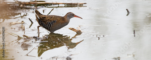 râle d'eau - rallus aquaticus photo